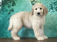 Duke, a female Goldendoodle for sale in Lexington, KY – 3 of 3
