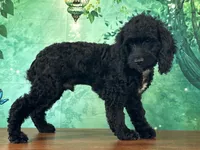 Cowboy, a male Cockapoo for sale in Cincinnati, OH – 3 of 6