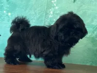 Vader, a male Shih Tzu for sale in Cincinnati, OH – 3 of 3