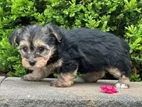 Nia, a female Bichon Frise and Yorkshire Terrier for sale in Florence, KY – Photo 3 of 3