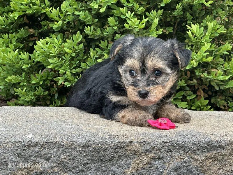 Nia, a female Bichon Frise and Yorkshire Terrier for sale in Florence, KY – Photo 1 of 3