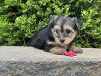 Nia, a female Bichon Frise and Yorkshire Terrier for sale in Florence, KY – Photo 1 of 3