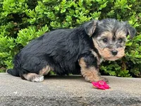 Nia, a female Bichon Frise and Yorkshire Terrier for sale in Florence, KY – Photo 2 of 3