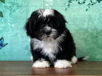 Panda , a male Shichon for sale in Lexington, KY – 2 of 3
