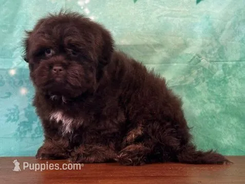Buckeye – Shichon puppy for sale in Lexington, KY