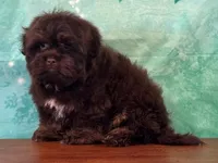 Buckeye, a female Shichon for sale in Lexington, KY – 1 of 4