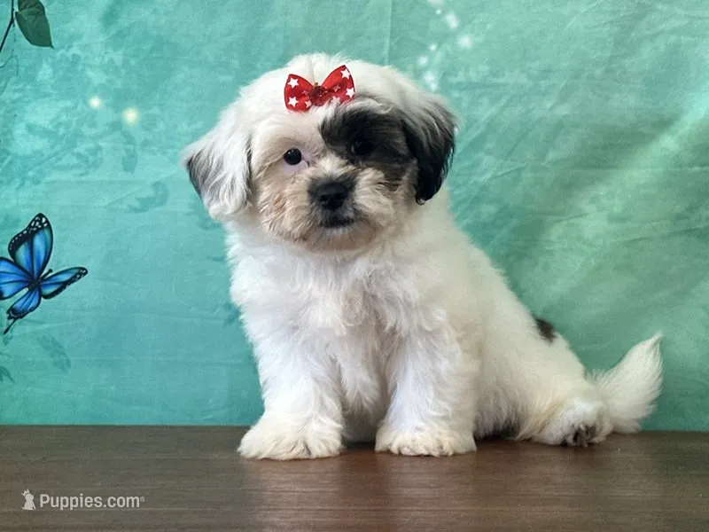 Misty – Shichon puppy for sale in Cincinnati, OH