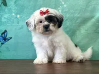 Misty, a female Shichon for sale in Cincinnati, OH – 1 of 3