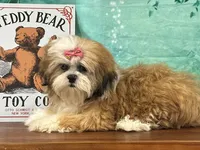 Reba , a female Shih Tzu for sale in Cincinnati, OH – 2 of 3