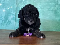 Minnie, a female Poodle - Miniature  for sale in Lexington, KY – 3 of 3