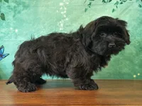 Hank , a male Shichon for sale in Cincinnati, OH – 3 of 3