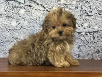 Sprout, a male Shorkie for sale in Owenton, KY – Photo 2 of 3