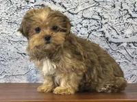 Sprout, a male Shorkie for sale in Owenton, KY – Photo 3 of 3