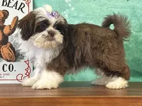 River, a female Shichon for sale in Cincinnati, OH – 3 of 3