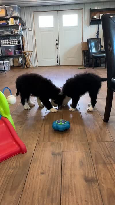 Jessie, a female Bernedoodle for sale in Lexington, KY – 4 of 4