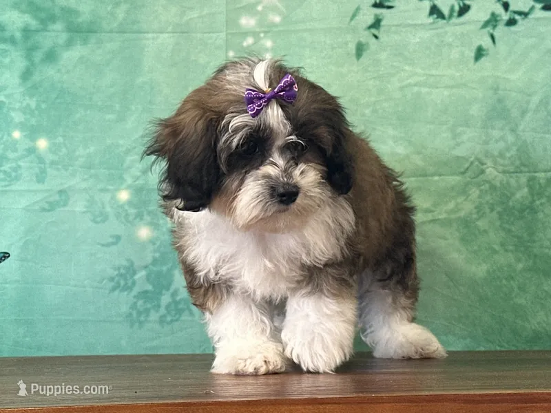 Twinkle – Shichon puppy for sale in Lexington, KY
