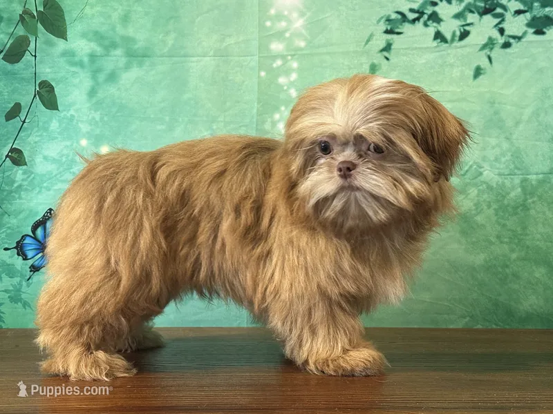 Milo – Shih Tzu puppy for sale in Lexington, KY