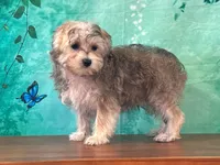 Kona, a female Bichon Frise and Yorkshire Terrier for sale in Lexington, KY – 3 of 3