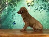 Hershey , a male Cockapoo for sale in Lexington, KY – 3 of 5