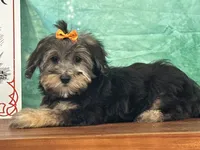 Skye, a female Bichon Frise and Yorkshire Terrier for sale in Cincinnati, OH – 3 of 3
