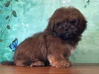 Groot, a male Shichon for sale in Lexington, KY – 2 of 4