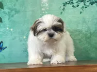 Peanut, a male Shih Tzu for sale in Lexington, KY – 7 of 7