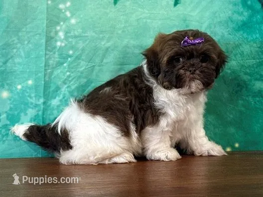 Snickers – Shichon puppy for sale in Lexington, KY