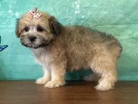 Derby, a male Shichon for sale in Cincinnati, OH – 2 of 3