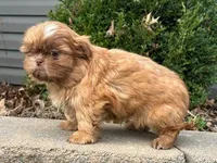 Milo, a male Shih Tzu for sale in Florence, KY – Photo 3 of 3