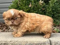 Milo, a male Shih Tzu for sale in Florence, KY – Photo 1 of 3