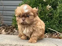 Milo, a male Shih Tzu for sale in Florence, KY – Photo 2 of 3