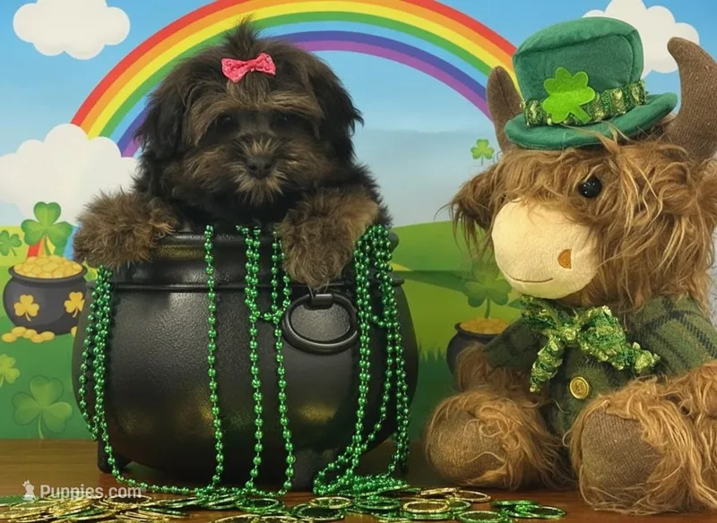 Cocoa – Shichon puppy for sale in Cincinnati, OH