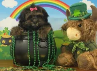 Cocoa, a female Shichon for sale in Cincinnati, OH – Photo 1 of 3