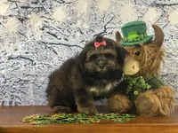 Cocoa, a female Shichon for sale in Cincinnati, OH – Photo 3 of 3