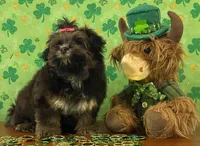Cocoa, a female Shichon for sale in Cincinnati, OH – Photo 2 of 3