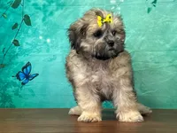 Dolly, a female Shichon for sale in Lexington, KY – 3 of 3