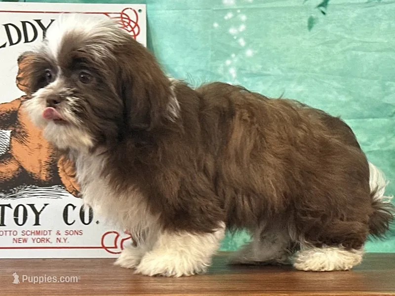Maverick  – Shichon puppy for sale in Cincinnati, OH