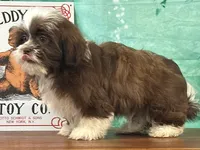 Maverick , a male Shichon for sale in Cincinnati, OH – 1 of 3