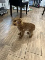 Pixie , a female Cockapoo for sale in Cincinnati, OH – Photo 3 of 3