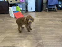 Pixie , a female Cockapoo for sale in Cincinnati, OH – Photo 2 of 3