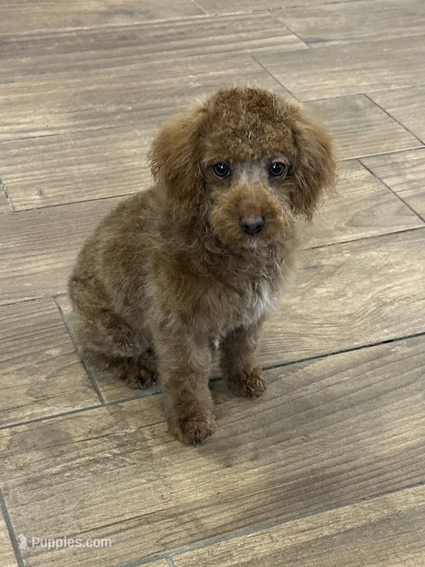 Pixie  – Cockapoo puppy for sale in Cincinnati, OH
