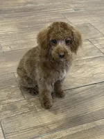 Pixie , a female Cockapoo for sale in Cincinnati, OH – Photo 1 of 3