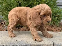 processed/0883cec2-9c27-4996-9b61-42a4f6e6d9a5/listing/3c4cdcf7-312b-4d88-ba92-a90372e51a3e/033a7212-0c8b-4233-be53-17c75aeb9505