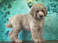 Queenie, a female Goldendoodle for sale in Lexington, KY – 3 of 3