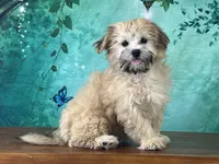 Dolly, a female Shichon for sale in Cincinnati, OH – 3 of 3