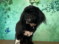 Gizmo, a male Shih Tzu for sale in Lexington, KY – 1 of 6