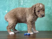 Raya, a female Poodle - Miniature  for sale in Lexington, KY – 2 of 3