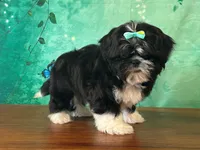 Honey, a female Shih Tzu for sale in Lexington, KY – 2 of 3