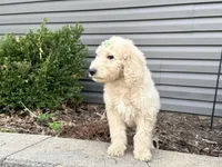 Harper, a female English Goldendoodle for sale in Louisville, KY – Photo 2 of 3