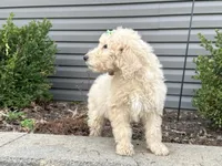 Harper, a female English Goldendoodle for sale in Louisville, KY – Photo 1 of 3
